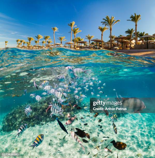 underwater scene with tropical fishes. snorkeling in red sea, egypt - snorkel reef stock pictures, royalty-free photos & images