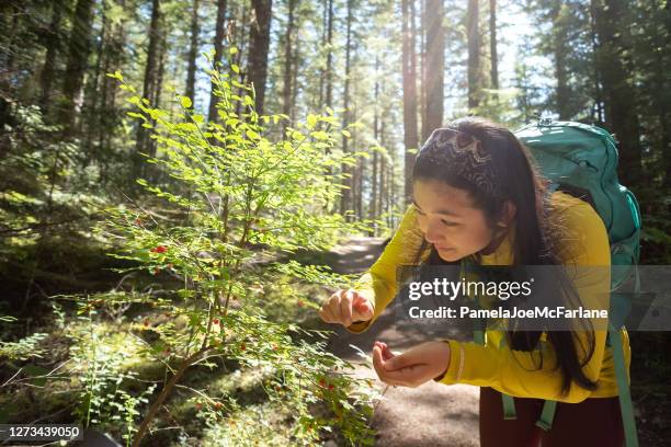 young woman with backpack picking wild huckleberries while hiking - huckleberry stock pictures, royalty-free photos & images