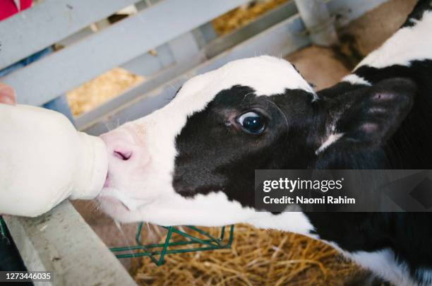 young calf being fed milk by hand in an american barn - cow eye stock pictures, royalty-free photos & images
