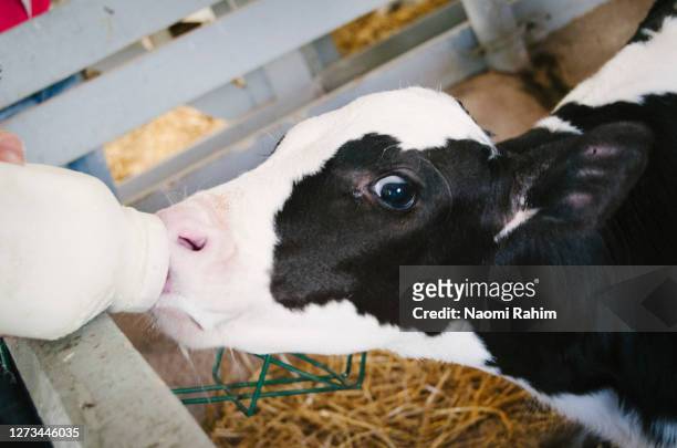 young calf being fed milk by hand in an american barn - cow eye - fotografias e filmes do acervo