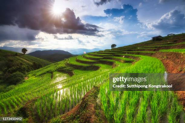 beautiful landscape view of rice terraces and house at chiang mai , thailand. the village is in a valley among the rice terraces. terraced paddy field in mae-jam village chiang mai , thailand. - longji tetian stock-fotos und bilder