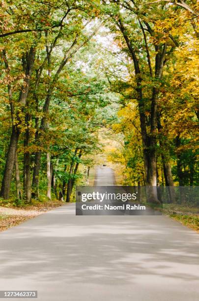 an empty, tree-lined street with lush fall foliage in gettysburg - battle of gettysburg stockfoto's en -beelden