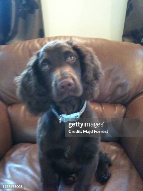 Working Cockapoo Spaniel Working Cocker Spaniels Photos and Premium High Res Pictures - Getty Images