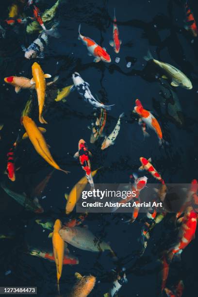 photograph looking down on a school of majestic koi carp, england, united kingdom - koi carp stockfoto's en -beelden