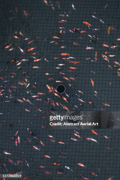 drone shot above a netted pond full of koi carp, oxford, england, united kingdom - aquaculture stock pictures, royalty-free photos & images