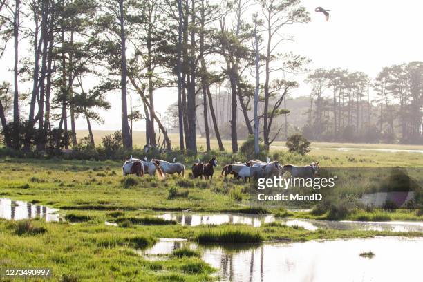 chincoteague ponies - chincoteague island stock pictures, royalty-free photos & images
