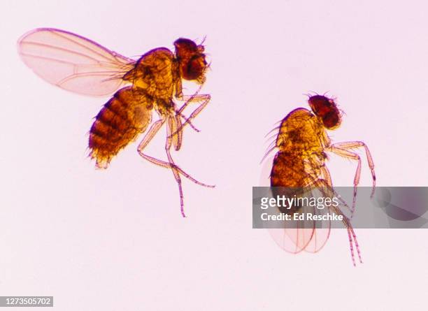 female and male fruit flies (drosophila melanogaster) widely used in genetics and other fields - fruit flies stock pictures, royalty-free photos & images