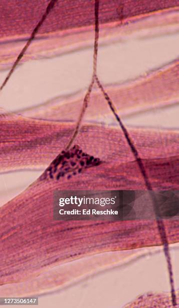 motor neuron innervating a skeletal muscle fiber (cell) a neuromuscular junction 200x - acetylcholine stock pictures, royalty-free photos & images