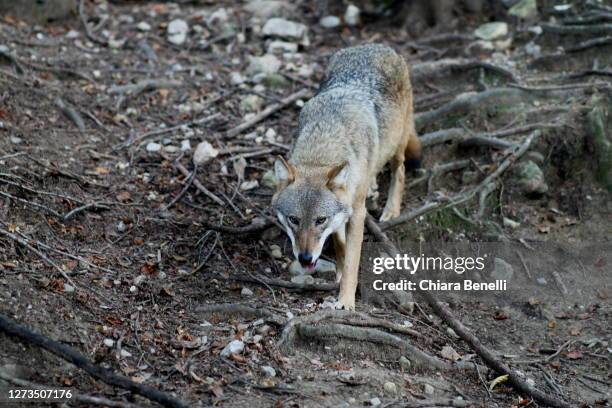 fauna of the brenta dolomites - trentino alto adige stock pictures, royalty-free photos & images