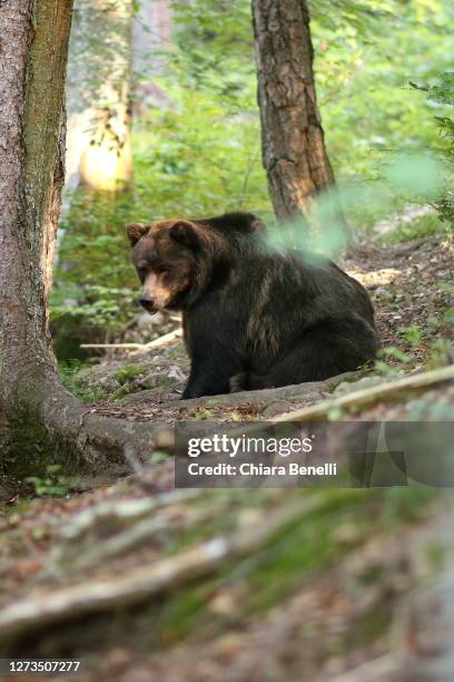 fauna of the brenta dolomites - brown bear fotografías e imágenes de stock