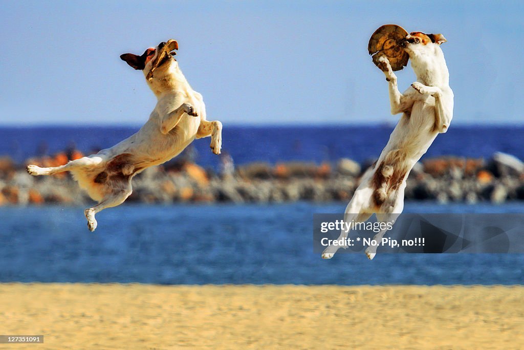 Dog jumping and playing on beach