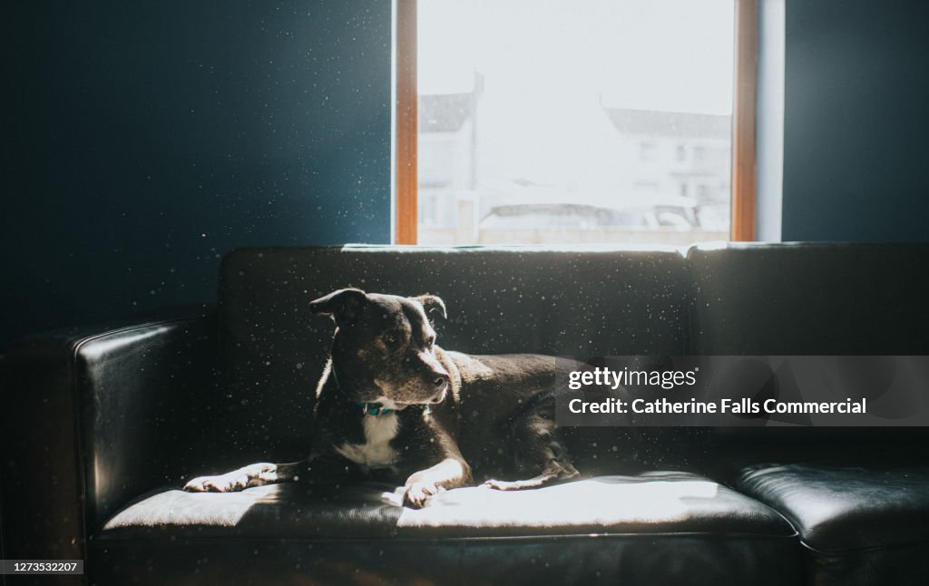 Black dog relaxing on a black leather sofa in Sunbeams