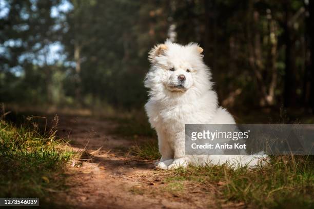 a chow chow puppy sitting in the woods - chow stock-fotos und bilder