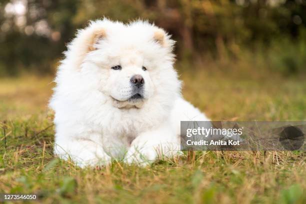 lying chow-chow puppy - chow stock-fotos und bilder