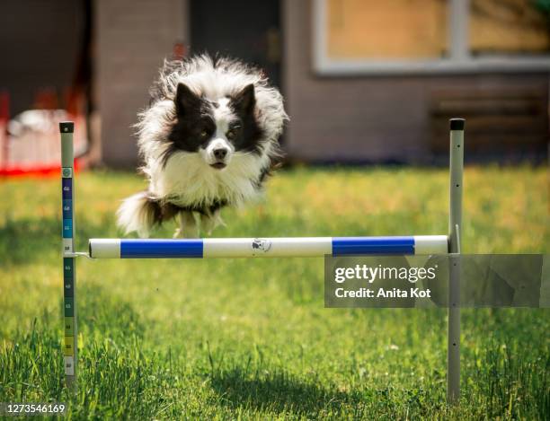 dog jumping over the fence - dog agility imagens e fotografias de stock