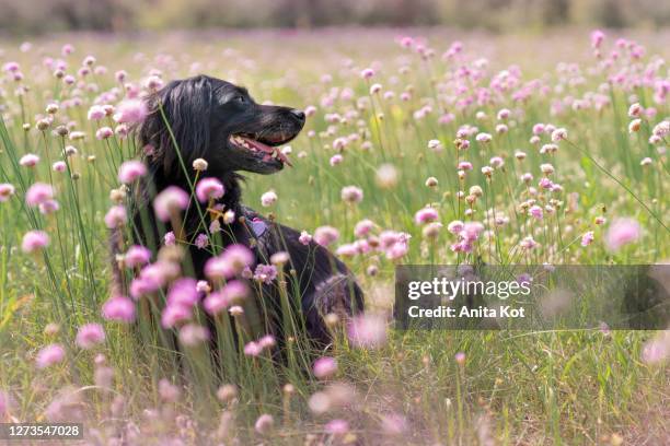 black dog on a flower meadow - perro de aguas fotografías e imágenes de stock