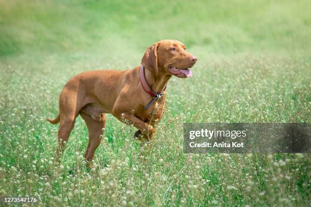 weimaraner in the meadow - traditionally hungarian foto e immagini stock