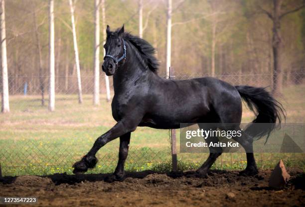 running black horse - andalusian horse stock pictures, royalty-free photos & images