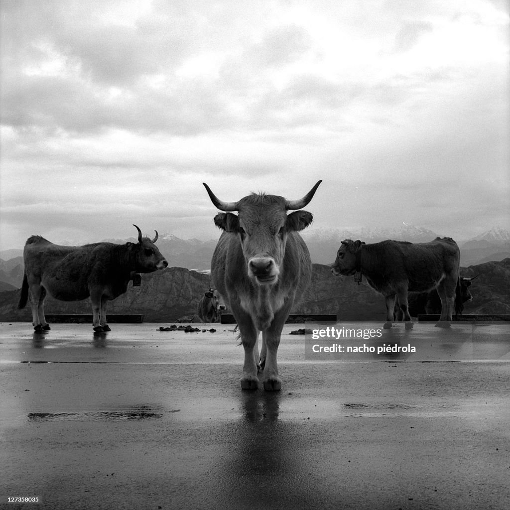 Three cows on beach sand