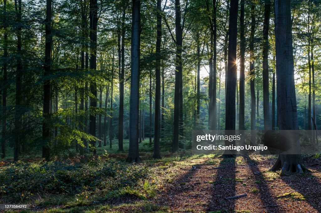 Back-lit beech forest in fall