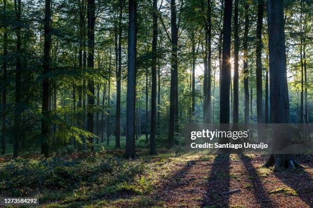 back-lit beech forest in fall - deciduous tree stock-fotos und bilder