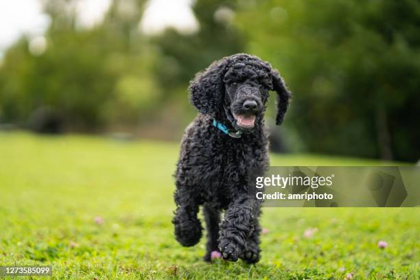 about 2 month old black poodle puppy running over meadow - poodle stock pictures, royalty-free photos & images