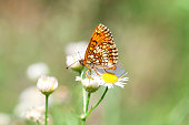 Heath fritillary butterfly on daisy fleabane wildflower in summer fields, selective focus