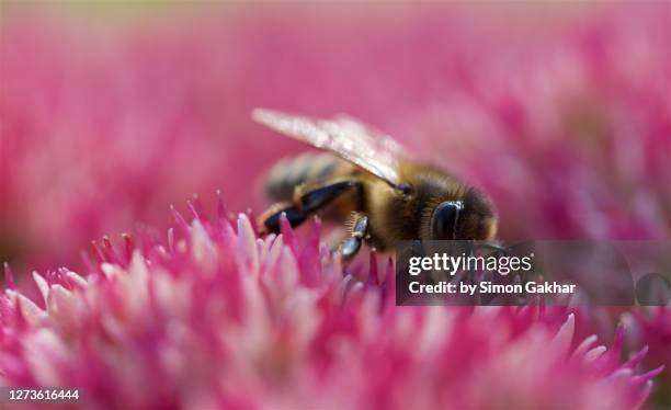 close up of honey bee on flower - barrilha imagens e fotografias de stock