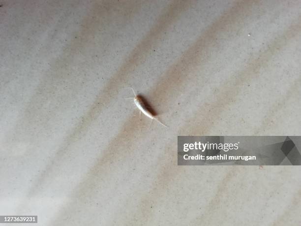 silverfish firebrat insect on floor. - silverfish photo stock pictures, royalty-free photos & images