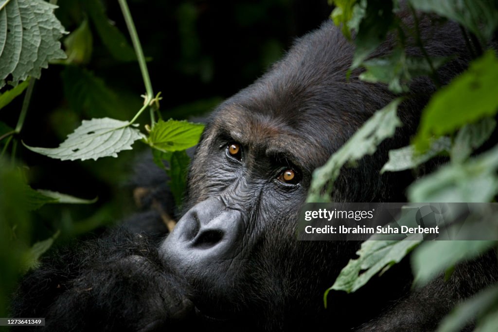 The close-up portrait of a silverback Eastern Lowland Gorilla (Gorilla beringei graueri) in Kahuzi-Biega National Park, Congo