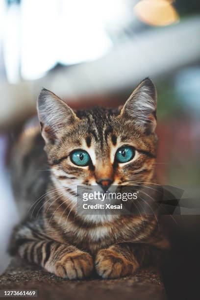 gattino a casa parete giardino - composizione verticale foto e immagini stock
