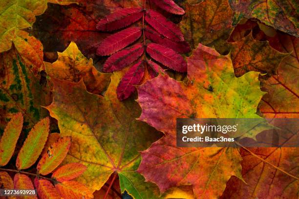 leaves with autumn colors - autumn leaf color stock-fotos und bilder