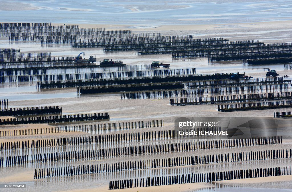 Mussels farming Brittany France