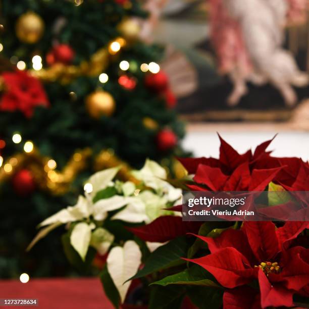 christmas flowers,poinsettia plant - poinsettia stock pictures, royalty-free photos & images