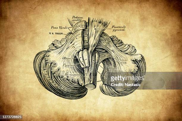 midbrain cerebral nerves - midbrain stock illustrations