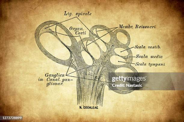 cochlear nerve - cochlea stock illustrations