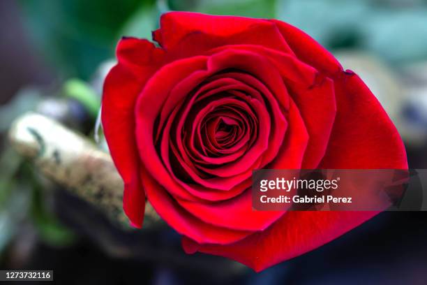 a red rose - virgin of guadalupe stockfoto's en -beelden