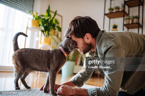 handsome millennial man cuddling cat after work - gato azul da rússia imagens e fotografias de stock