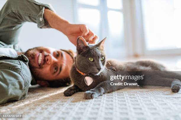 stilig millennial man gosande katt - russian blue katt bildbanksfoton och bilder