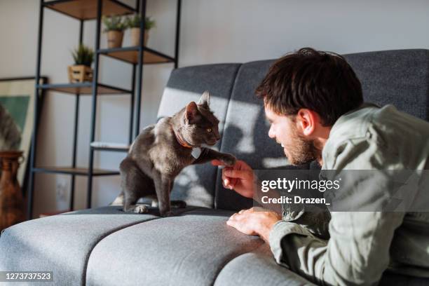 handsome millennial man cuddling russian blue cat - russian blue cat stock pictures, royalty-free photos & images