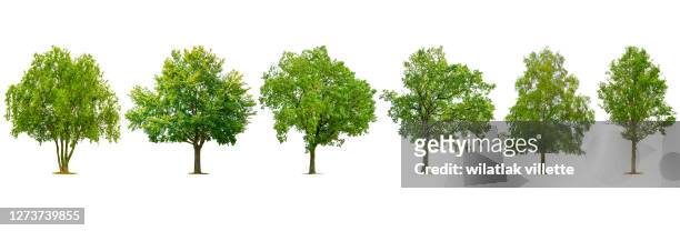 collection of various species of trees isolated on white background. - baum stock-fotos und bilder