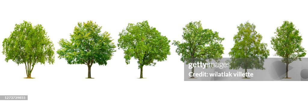 Collection of various species of trees isolated on white background.