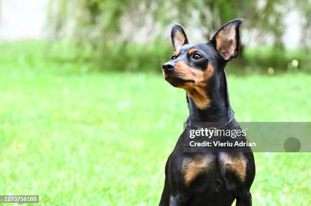 dog pinscher dwarf animal friend - miniature pinscher stock pictures, royalty-free photos & images