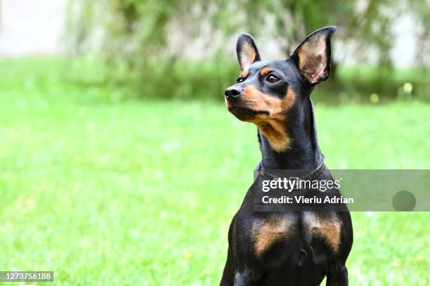 dog pinscher dwarf animal friend - pinscher anão imagens e fotografias de stock