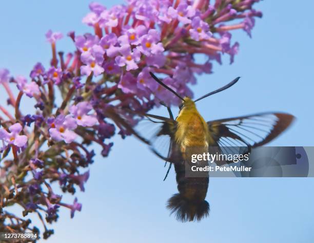 Mothbee 73 Bumble Bee Moth Stock Photos, High-Res Pictures, and Images - Getty ...