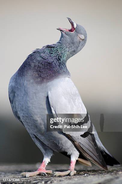 pigeon - pigeons stock pictures, royalty-free photos & images