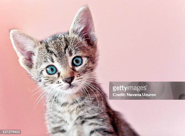 kitty - domestic animals stock pictures, royalty-free photos & images