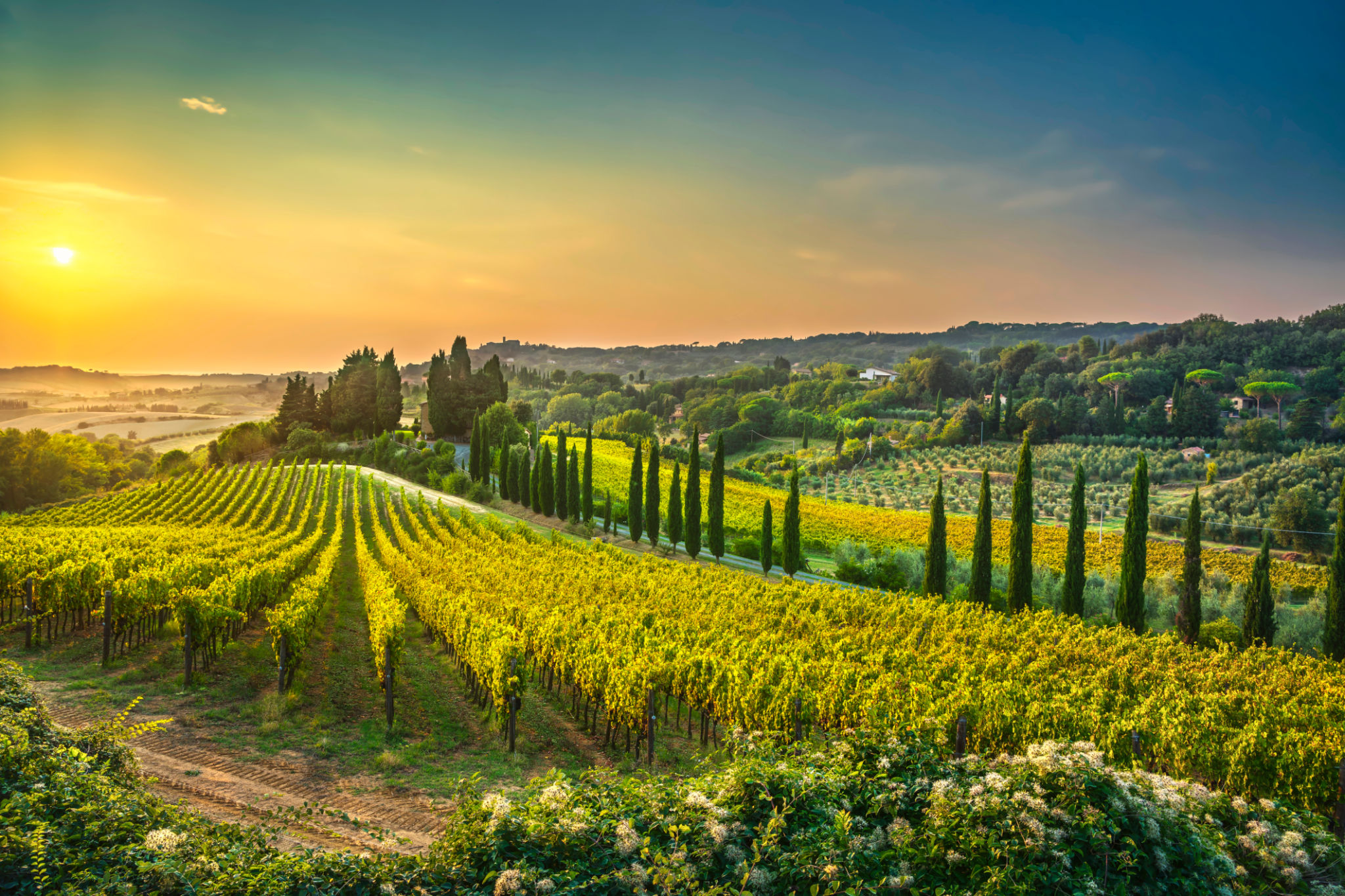 tuscan vineyards