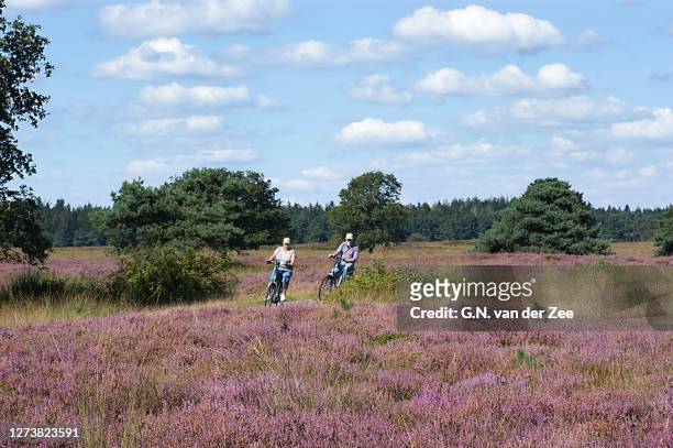 cycling in beautiful drenthe - heather stockfoto's en -beelden