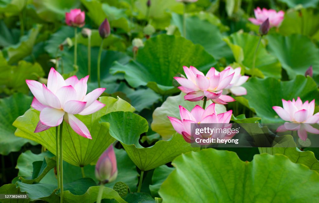 Lotus blooming in summer blooming pond